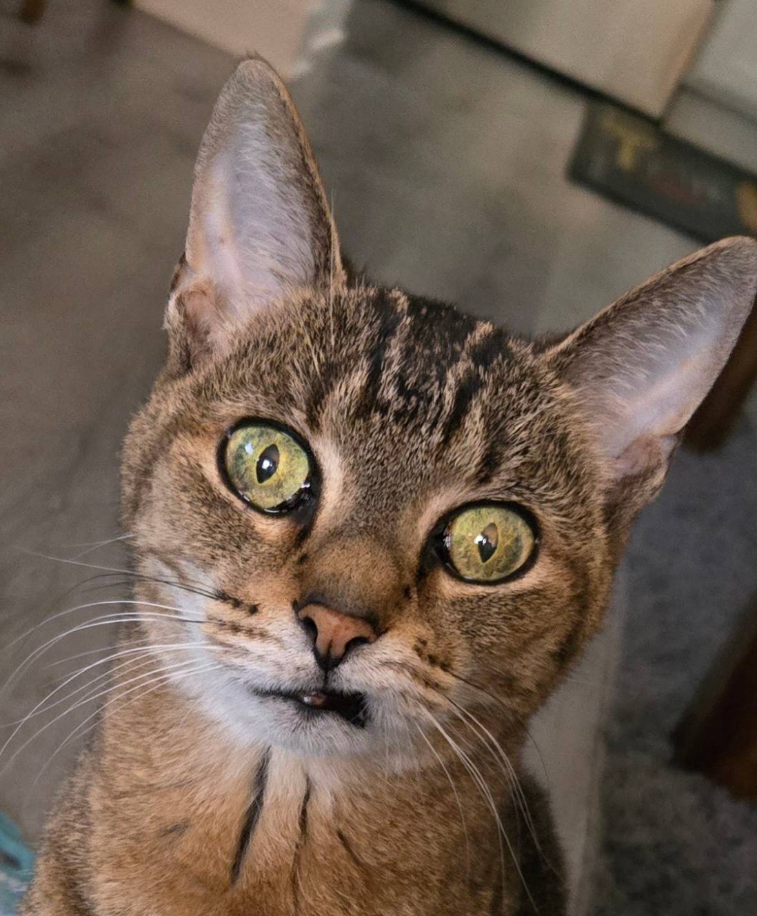 ginger dohogne