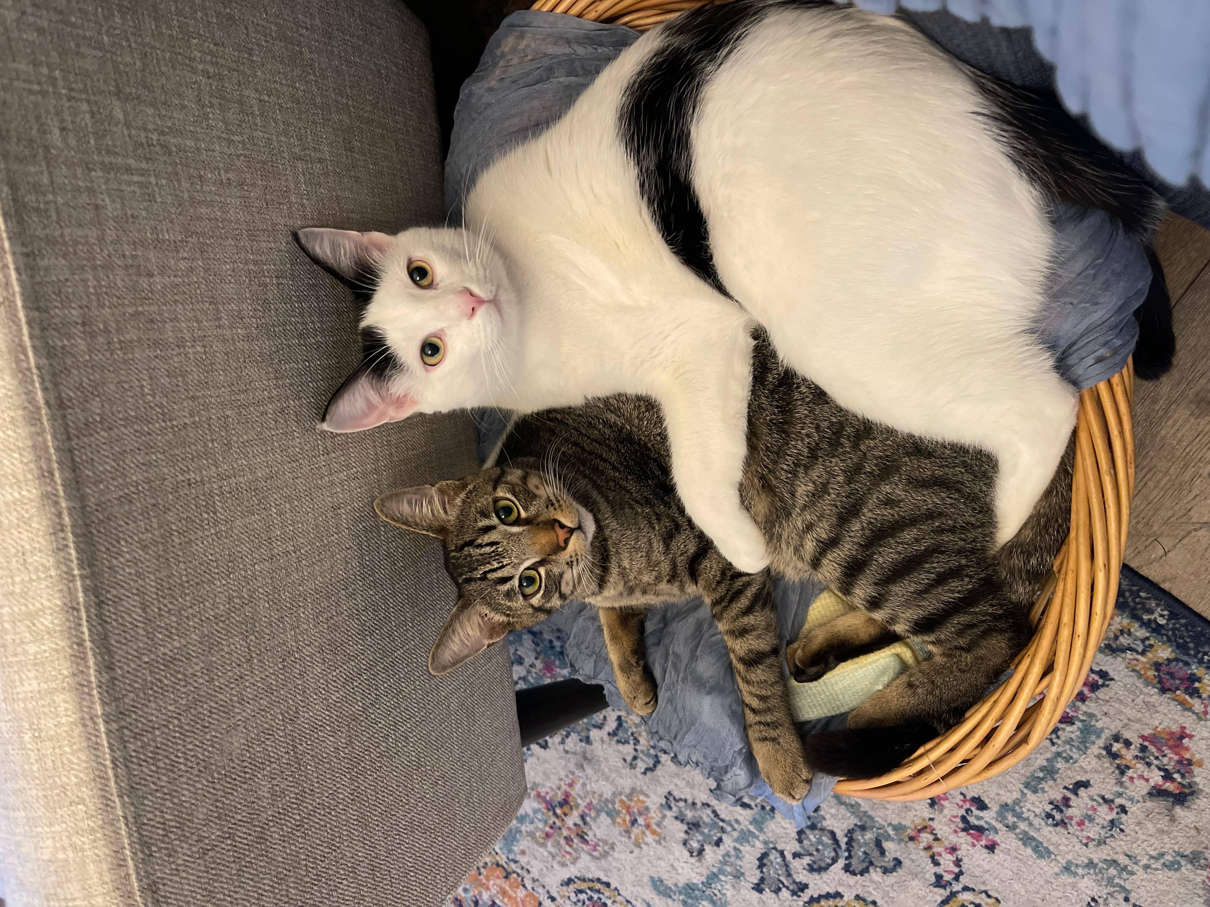 Jonathan Elkan Medina