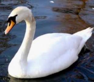 Jason Swan