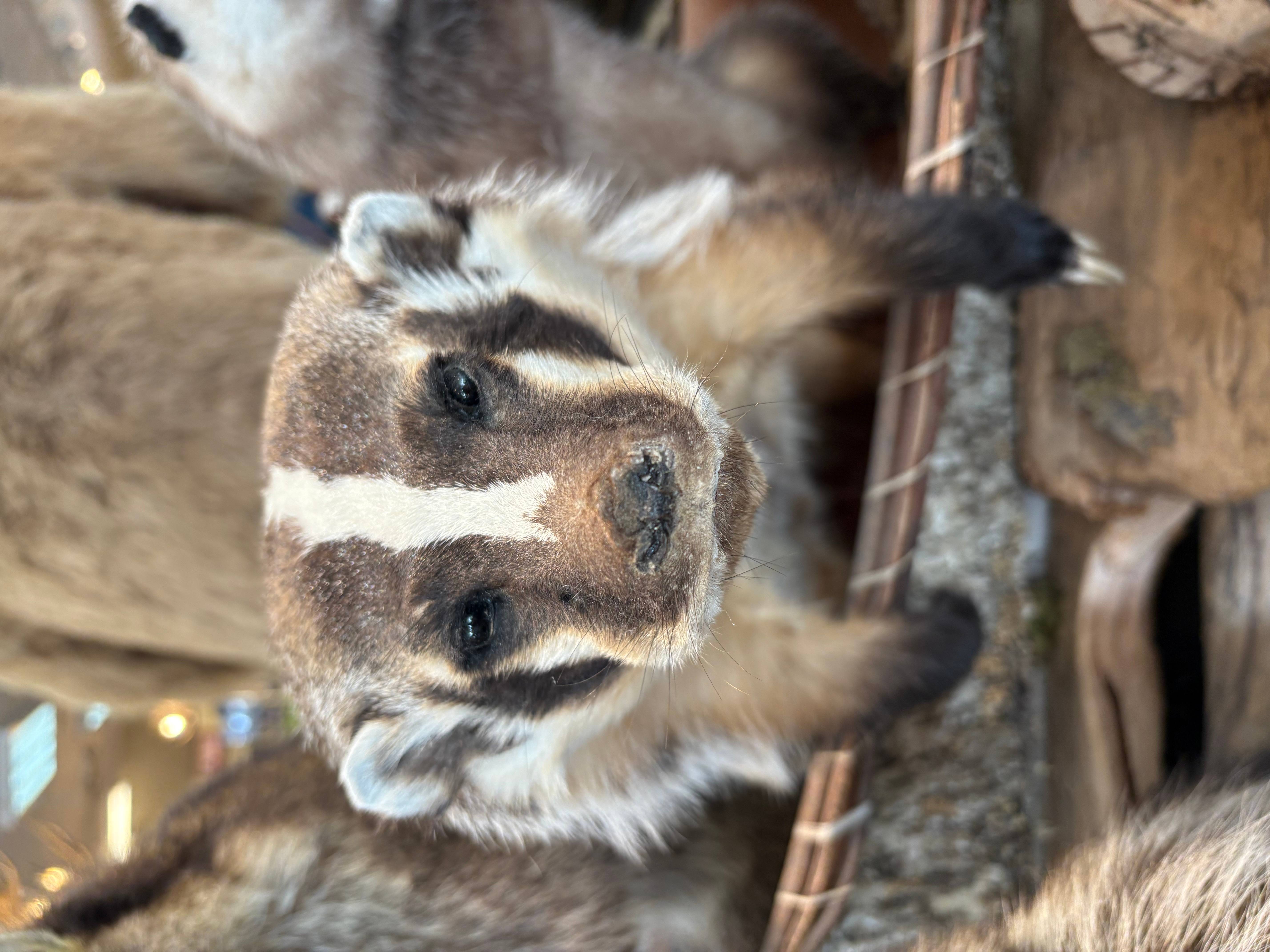 Keeth Badger