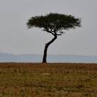 Cedric kimaru